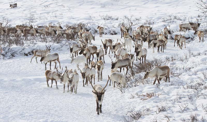 taiga reindeer winter photos 